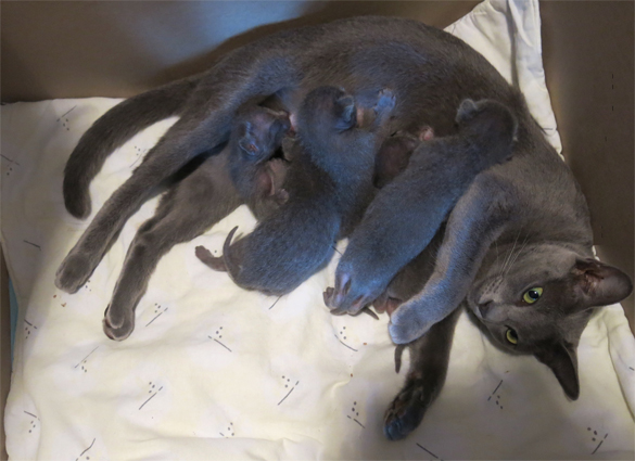 Kittens at 1 week
